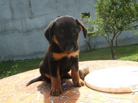 mon new chio